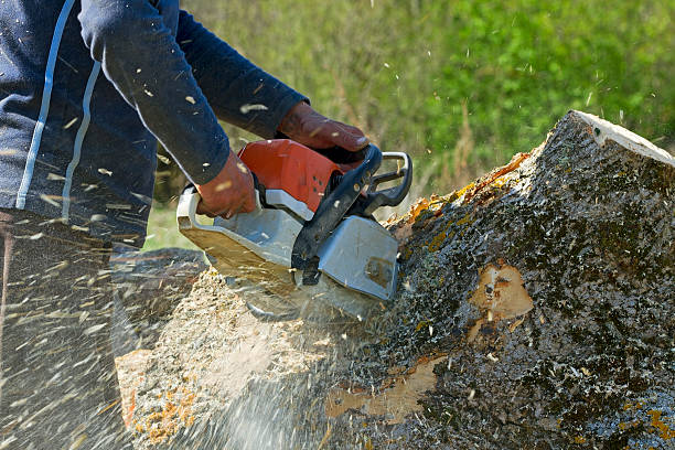 Best Residential Tree Removal  in Cortland, IL